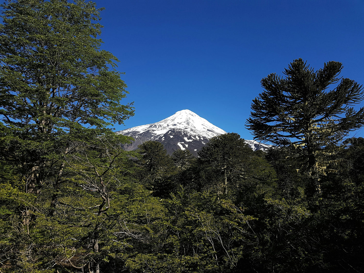Snow-capped Andean volcano rising above an araucaria forest in Araucanía, Chile