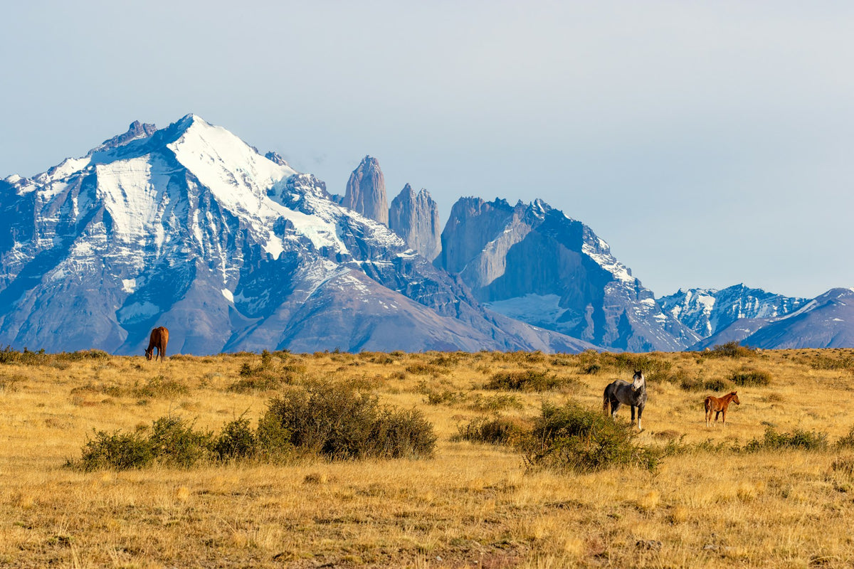 horses-torres-del-paine.jpg