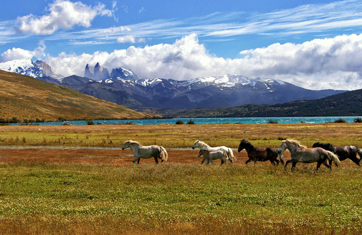 Wild horses running across Patagonian grassland with Torres del Paine massif and turquoise lake behind