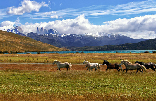 Wild horses running across Patagonian grassland with Torres del Paine massif and turquoise lake behind