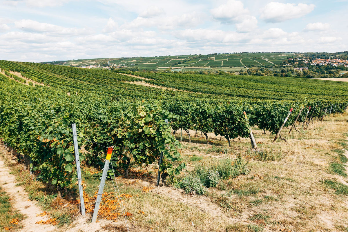 Agrotourism — vineyards and orchards