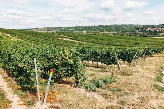 Agrotourism — vineyards and orchards