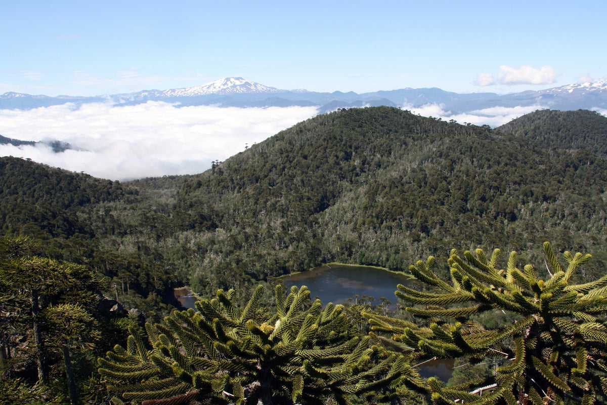 Araucaria trees framing a forested valley, lake and snow-capped volcano in Chile's Lake District
