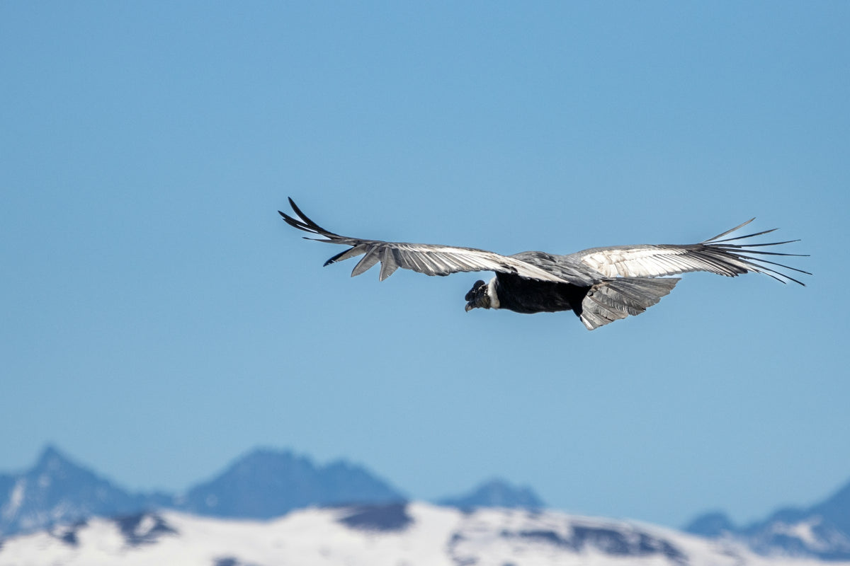 Andean condor soaring with wings outstretched above snow-capped Patagonian peaks