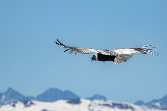 Andean condor soaring with wings outstretched above snow-capped Patagonian peaks